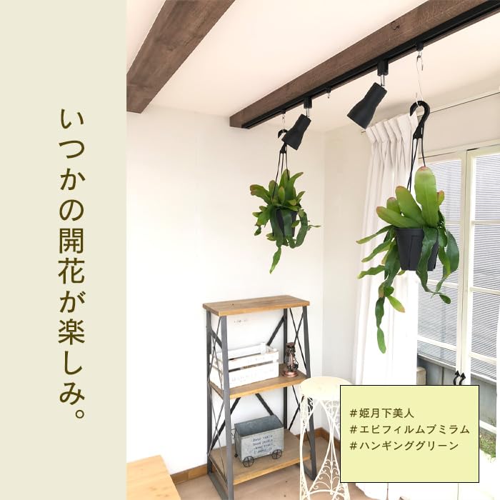 Amazon｜観葉植物 エピフィルムプミラム ヒメゲッカビジン 姫月下美人